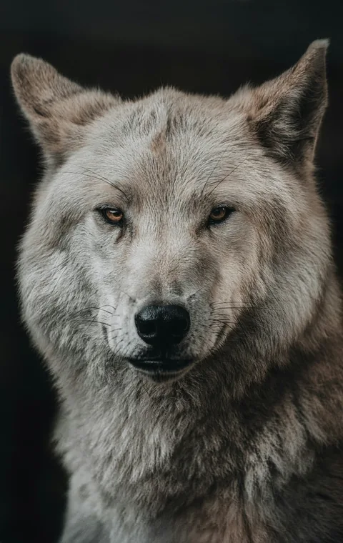 オオカミ